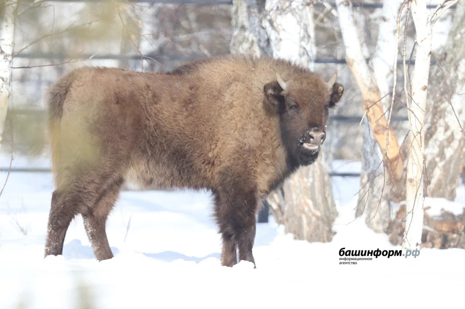 ИА Башинформ