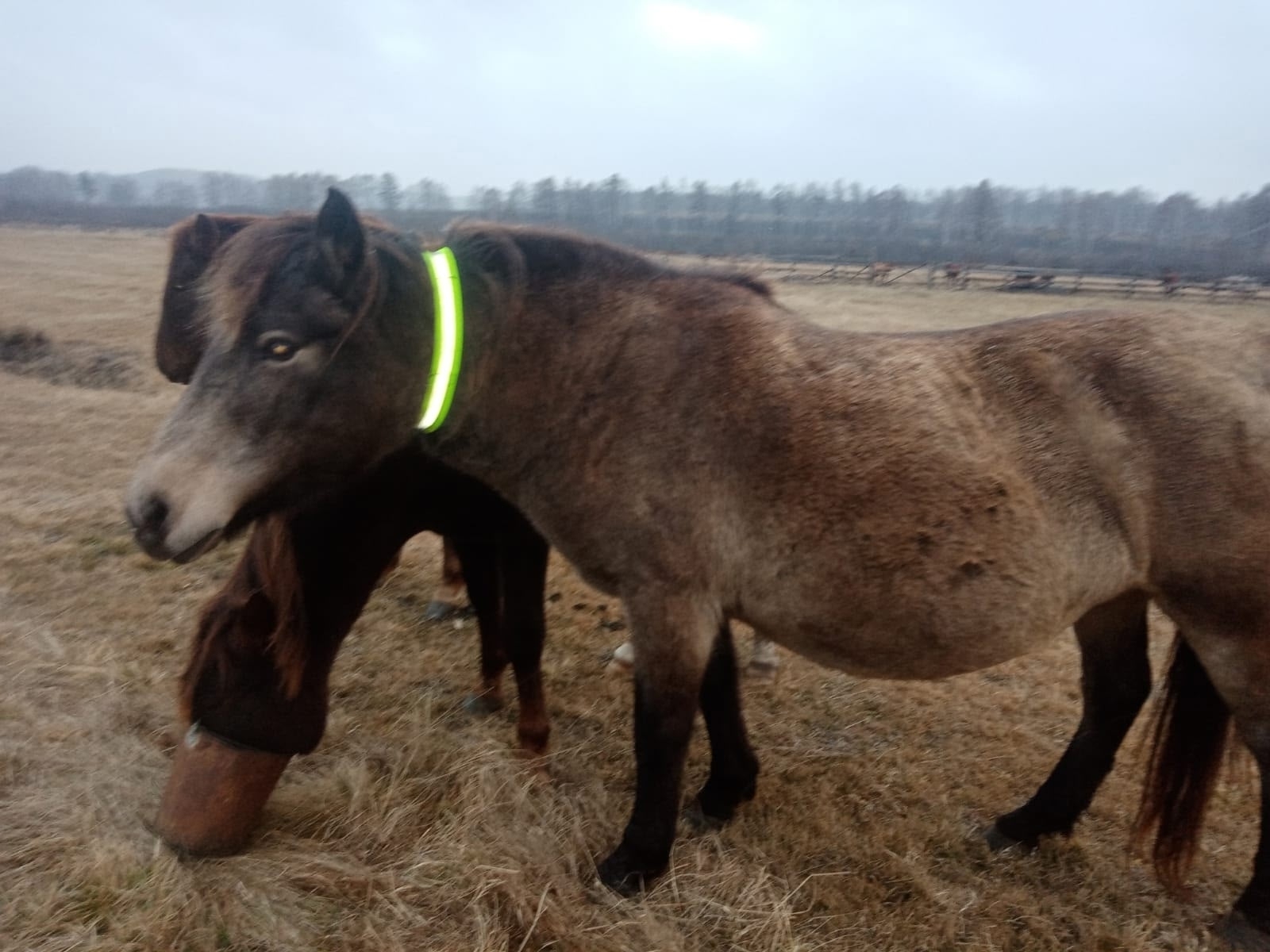Закрепите светоотражающие ленты на лошадях!