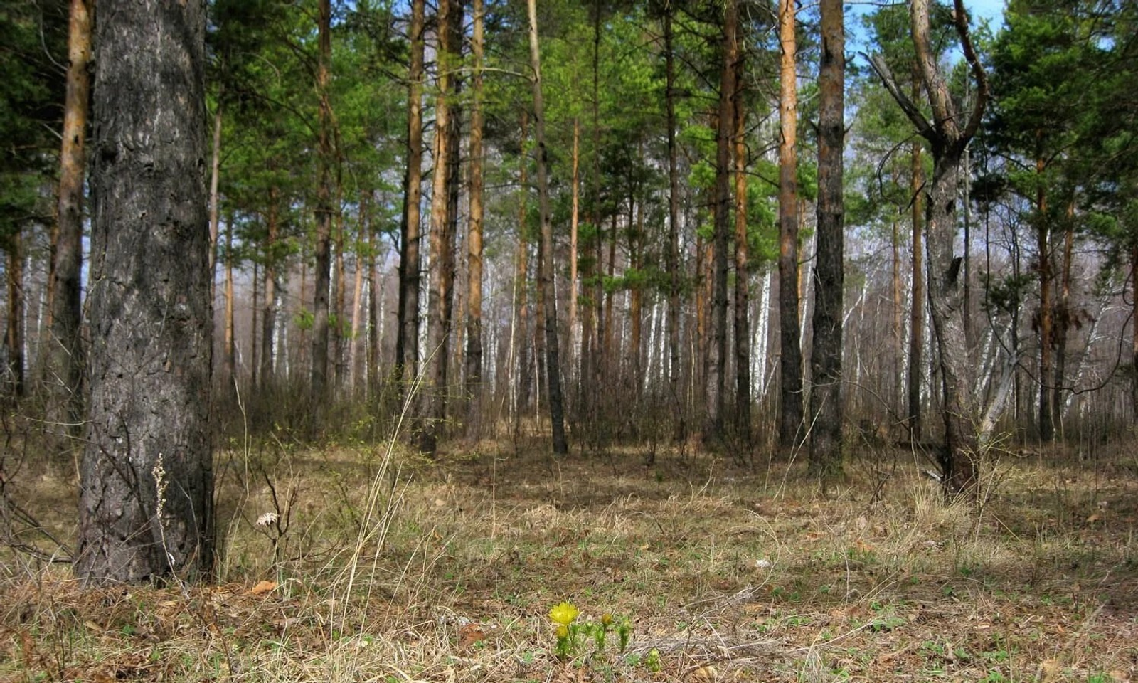 ИА Башинформ