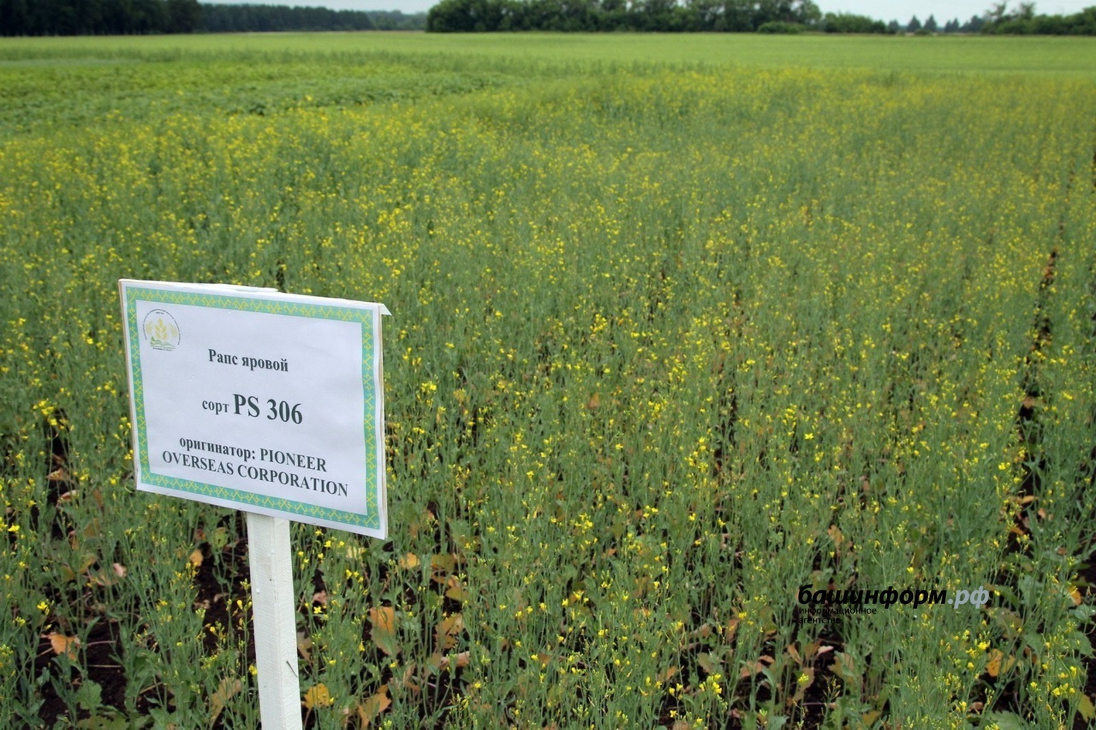 Башкирия увеличила экспорт продукции АПК