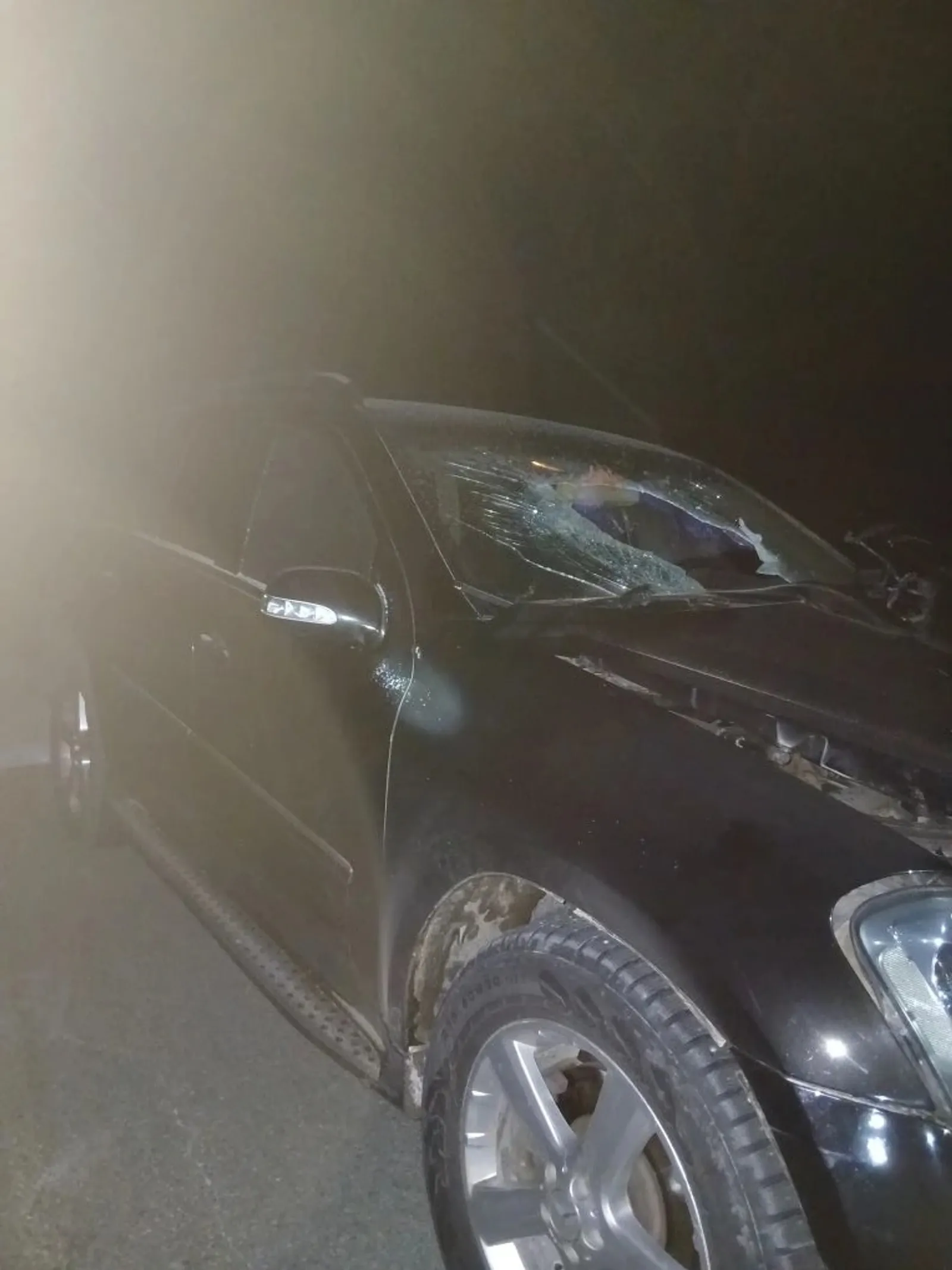Две лошади, оказавшиеся на трассе, попали под иномарку