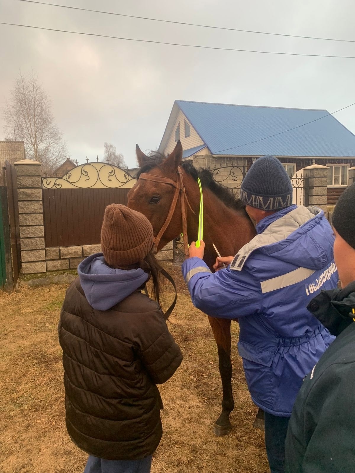 Закрепите светоотражающие ленты на лошадях!