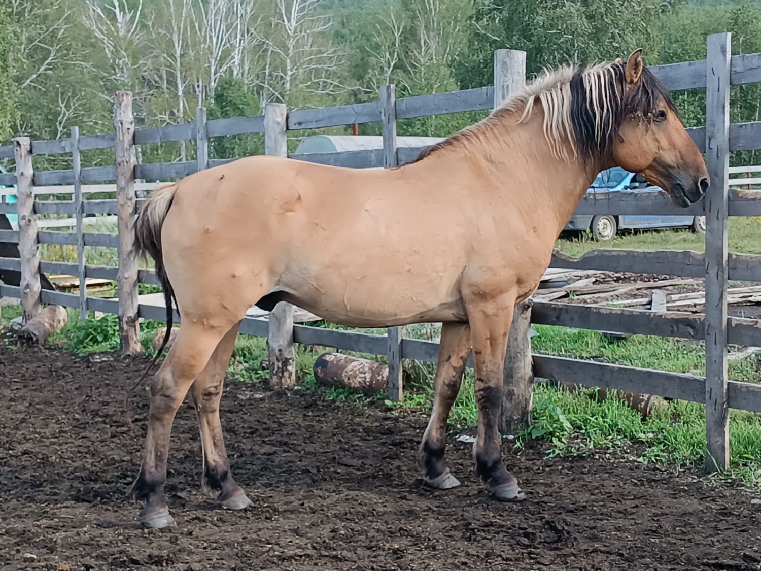 Как Башкирия сохраняет свою уникальную породу лошадей