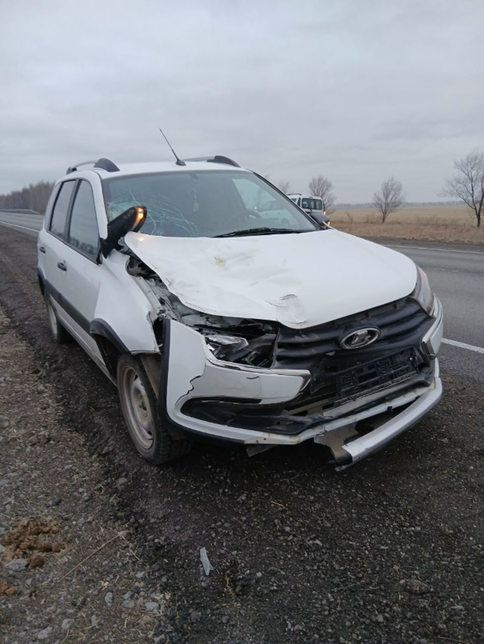 Произошло три  ДТП с наездом на животных