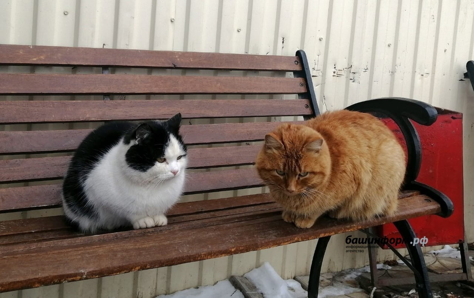 ИА Башинформ