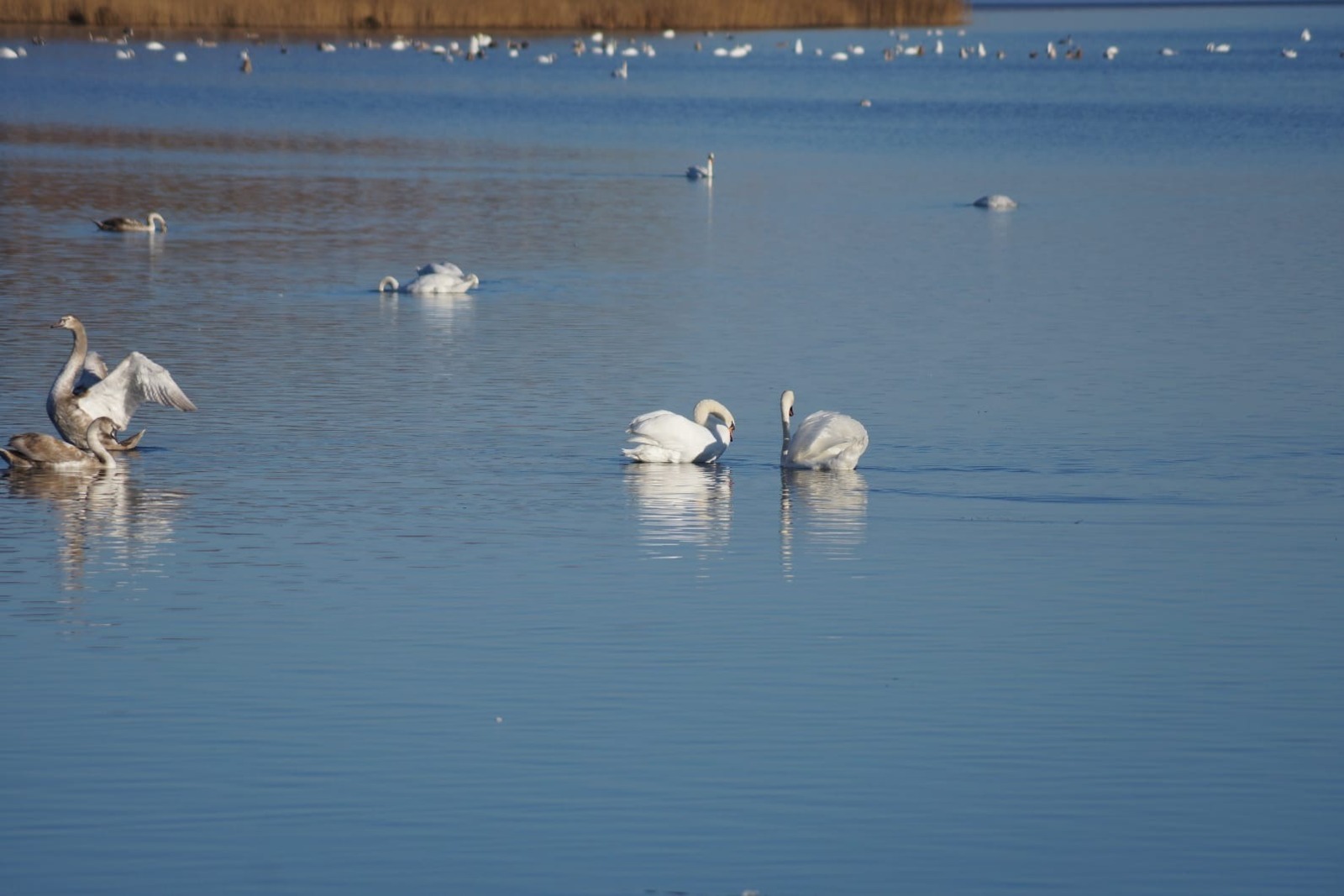 ИА Башинформ