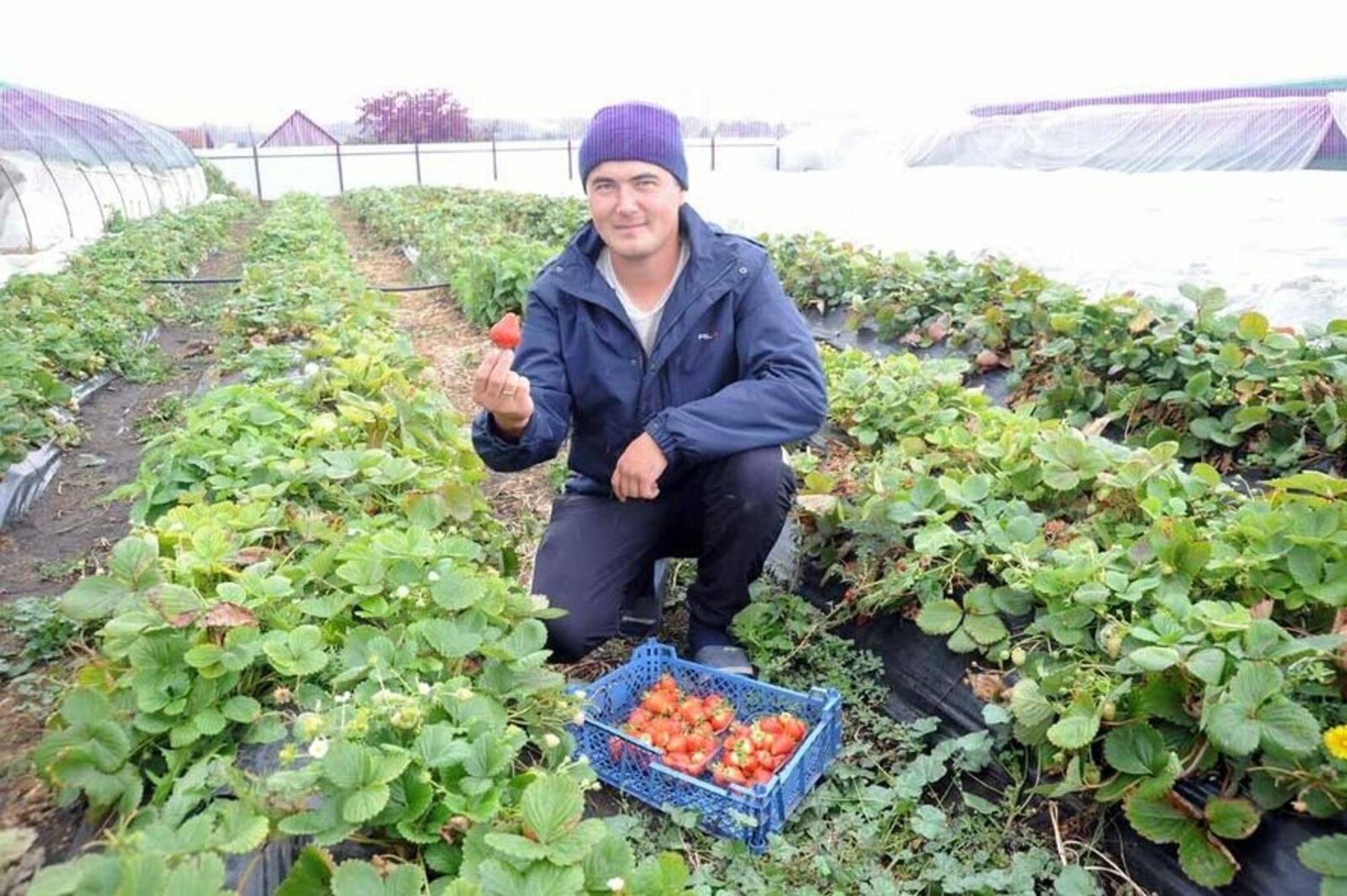Фермер из Башкортостана выращивает на средства гранта клубнику