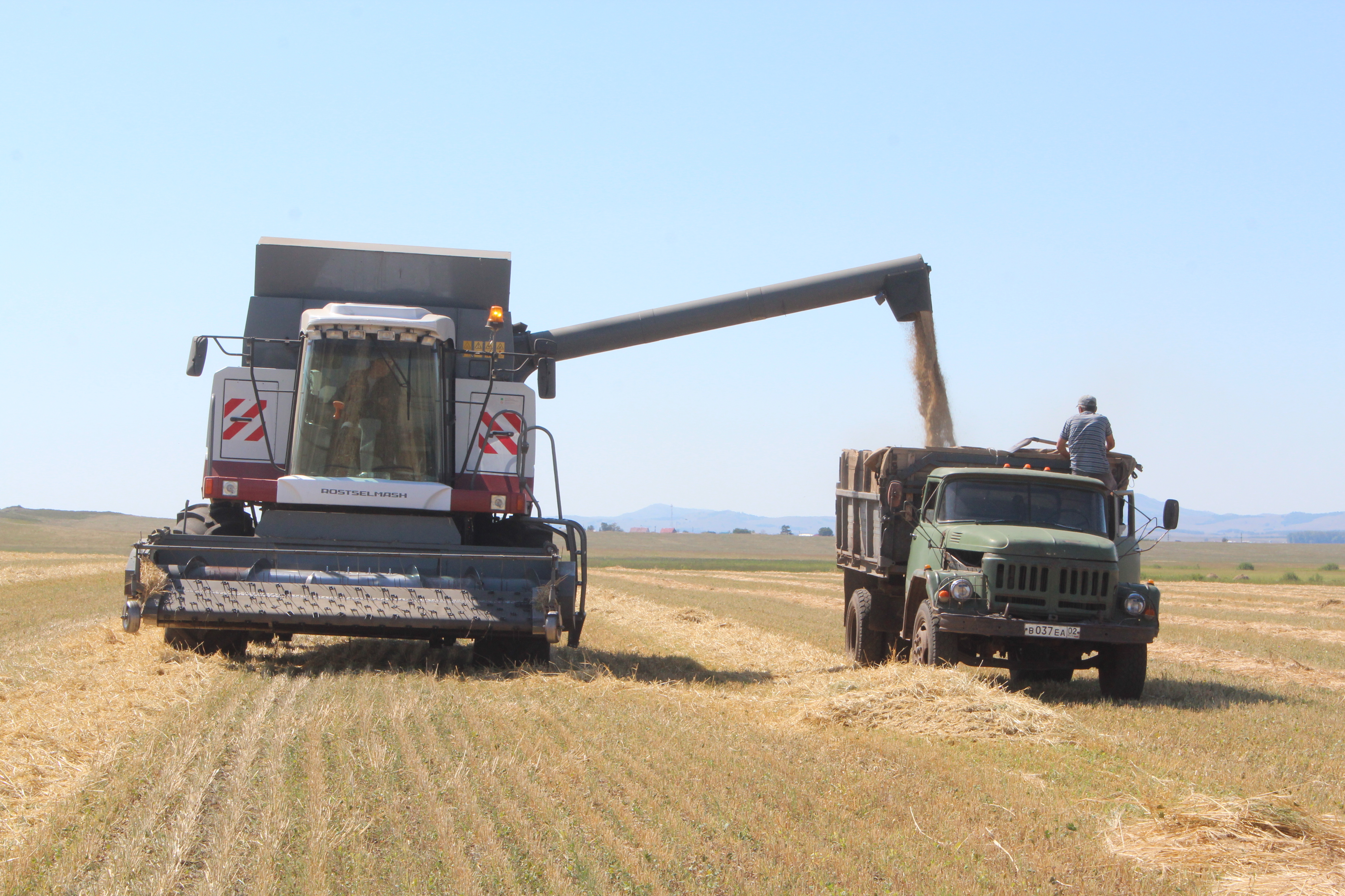 В Абзелиловском районе Башкирии после 20-летнего перерыва вырастили озимую пшеницу