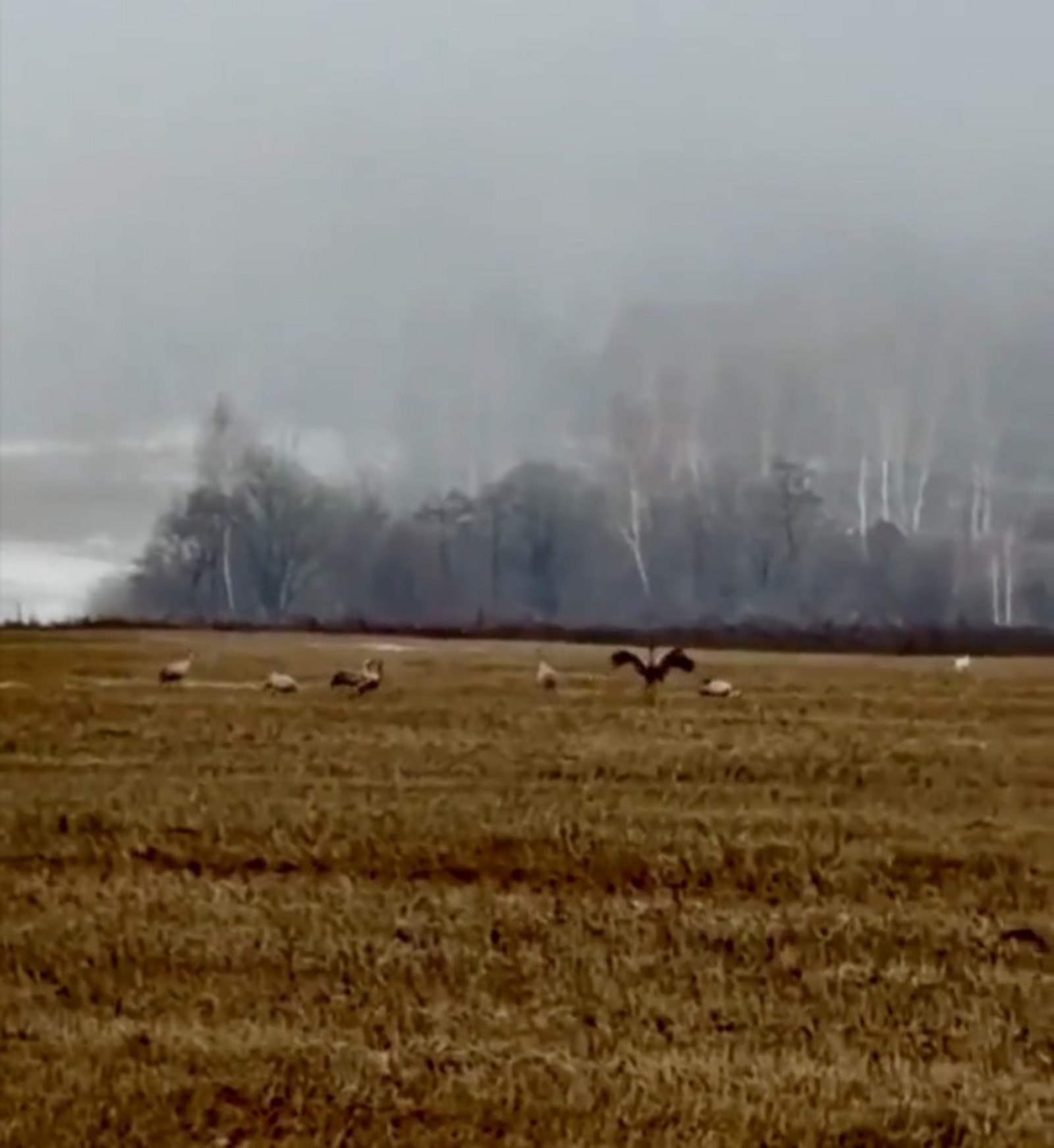 ИА Башинформ