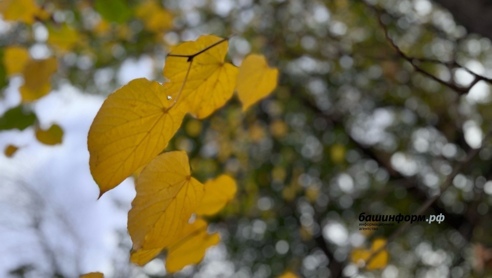 ИА Башинформ