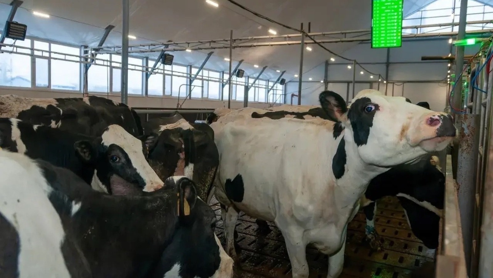 ИА Башинформ