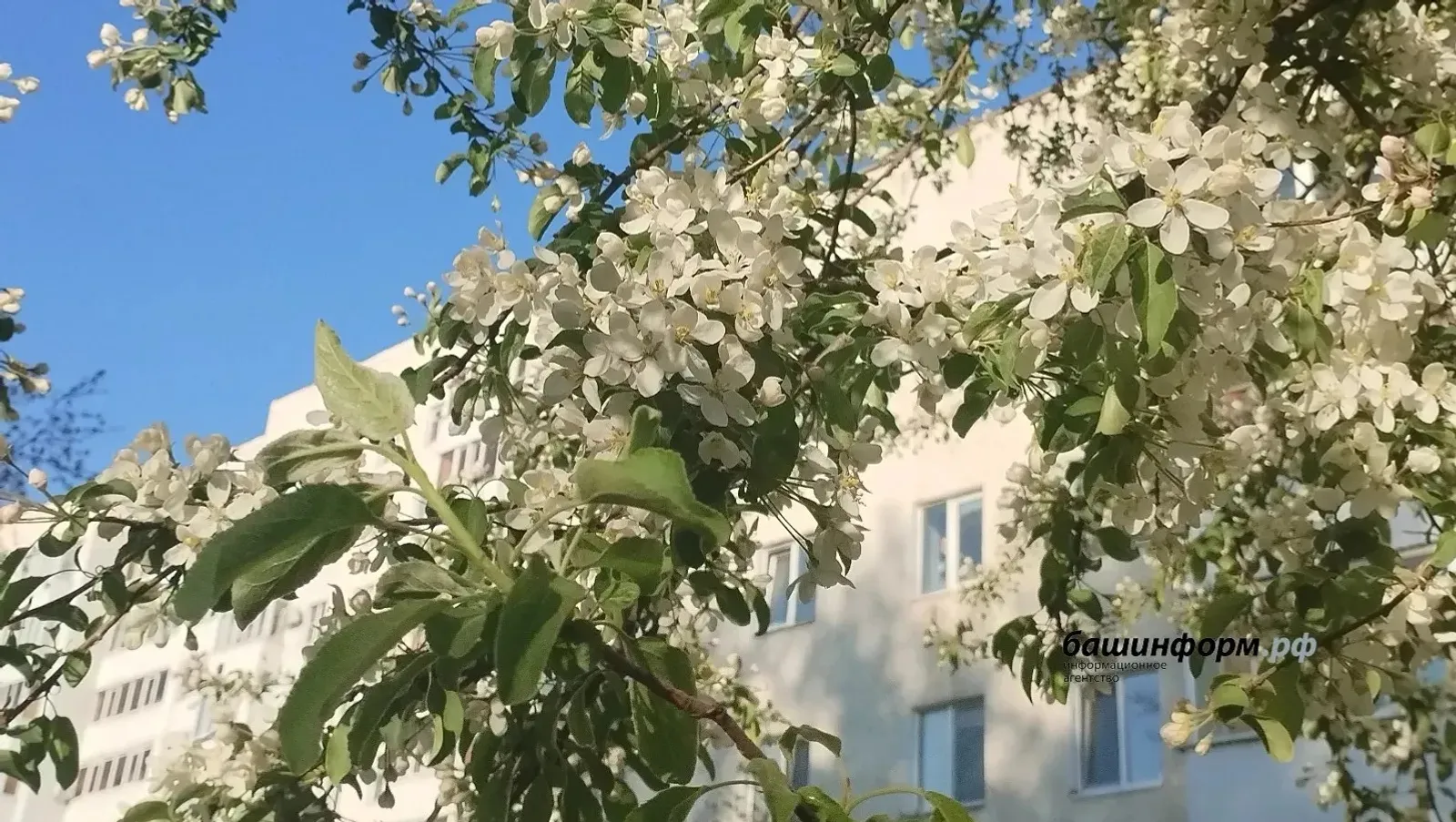 ИА Башинформ