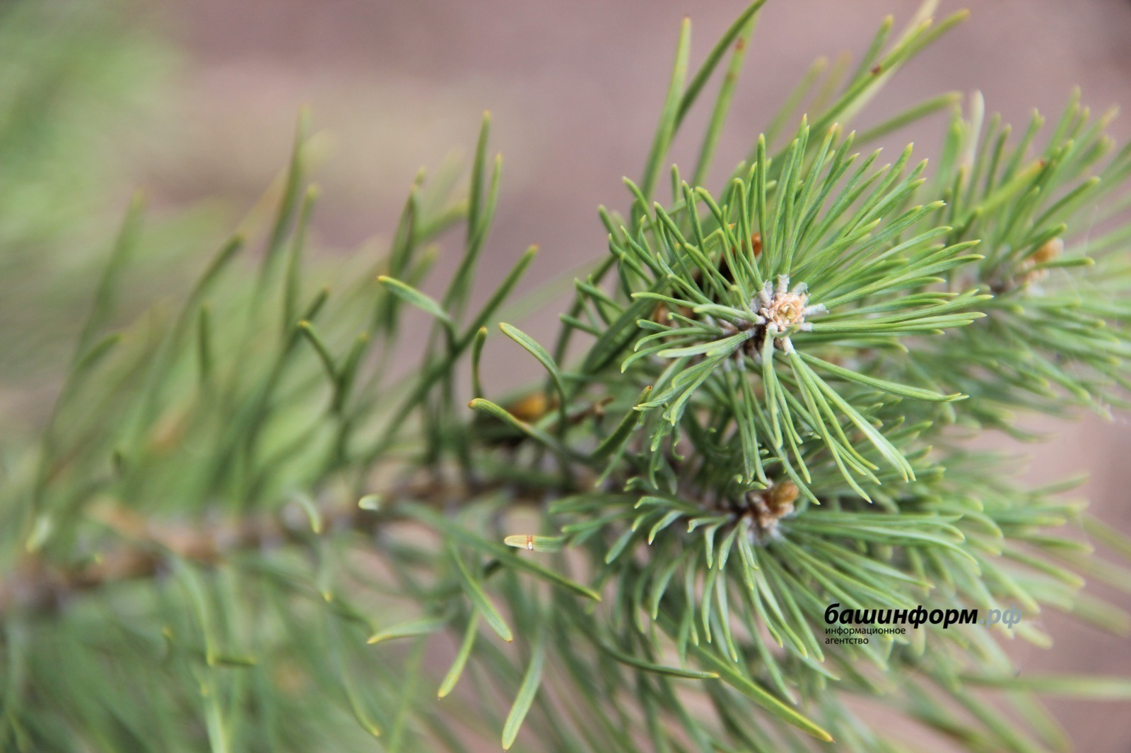 ИА Башинформ