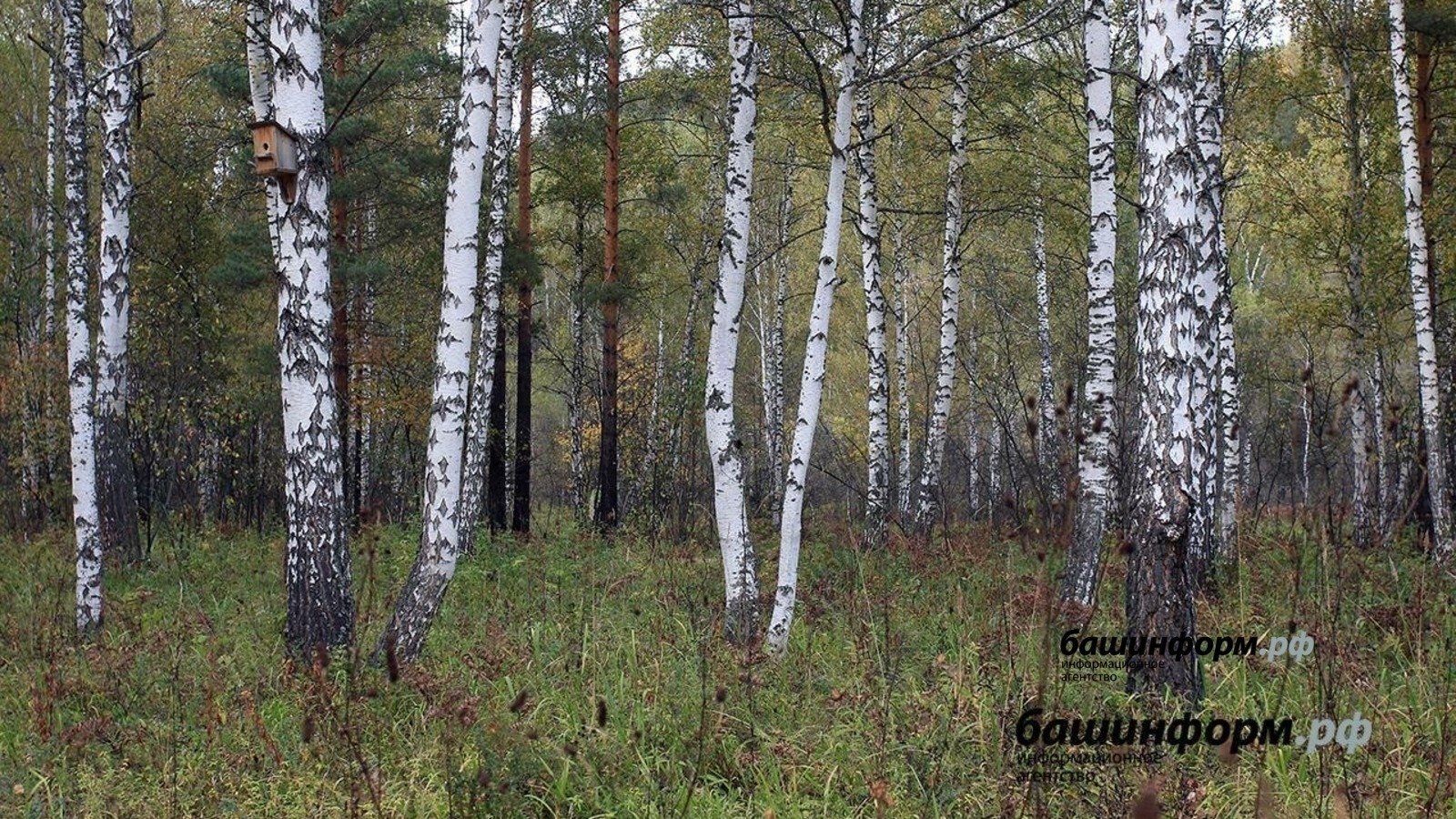 ИА Башинформ