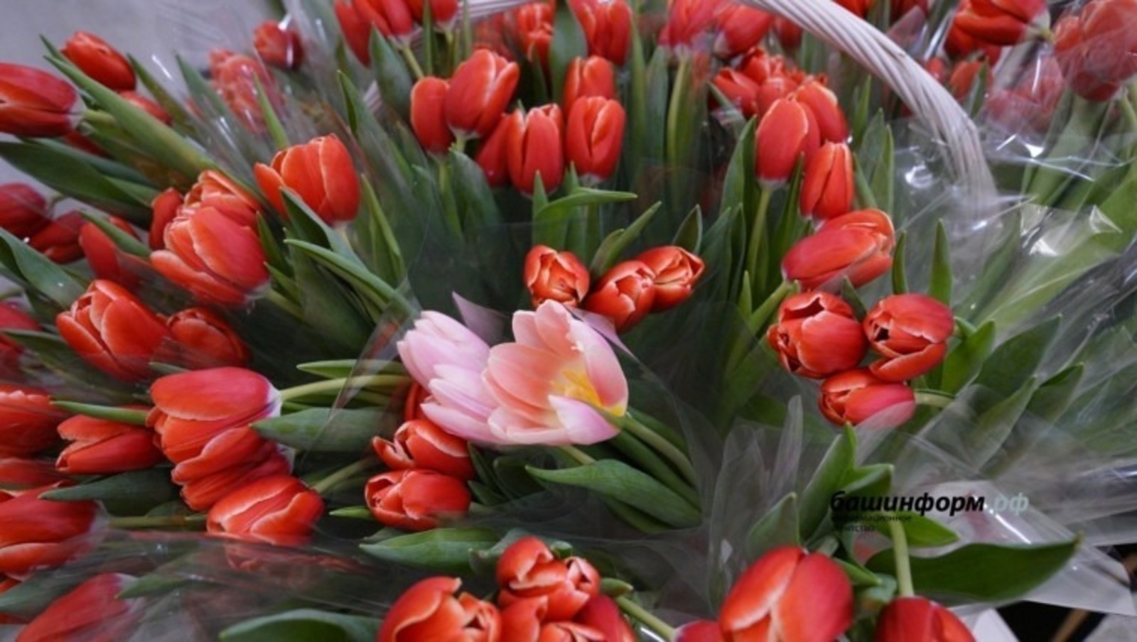 ИА Башинформ