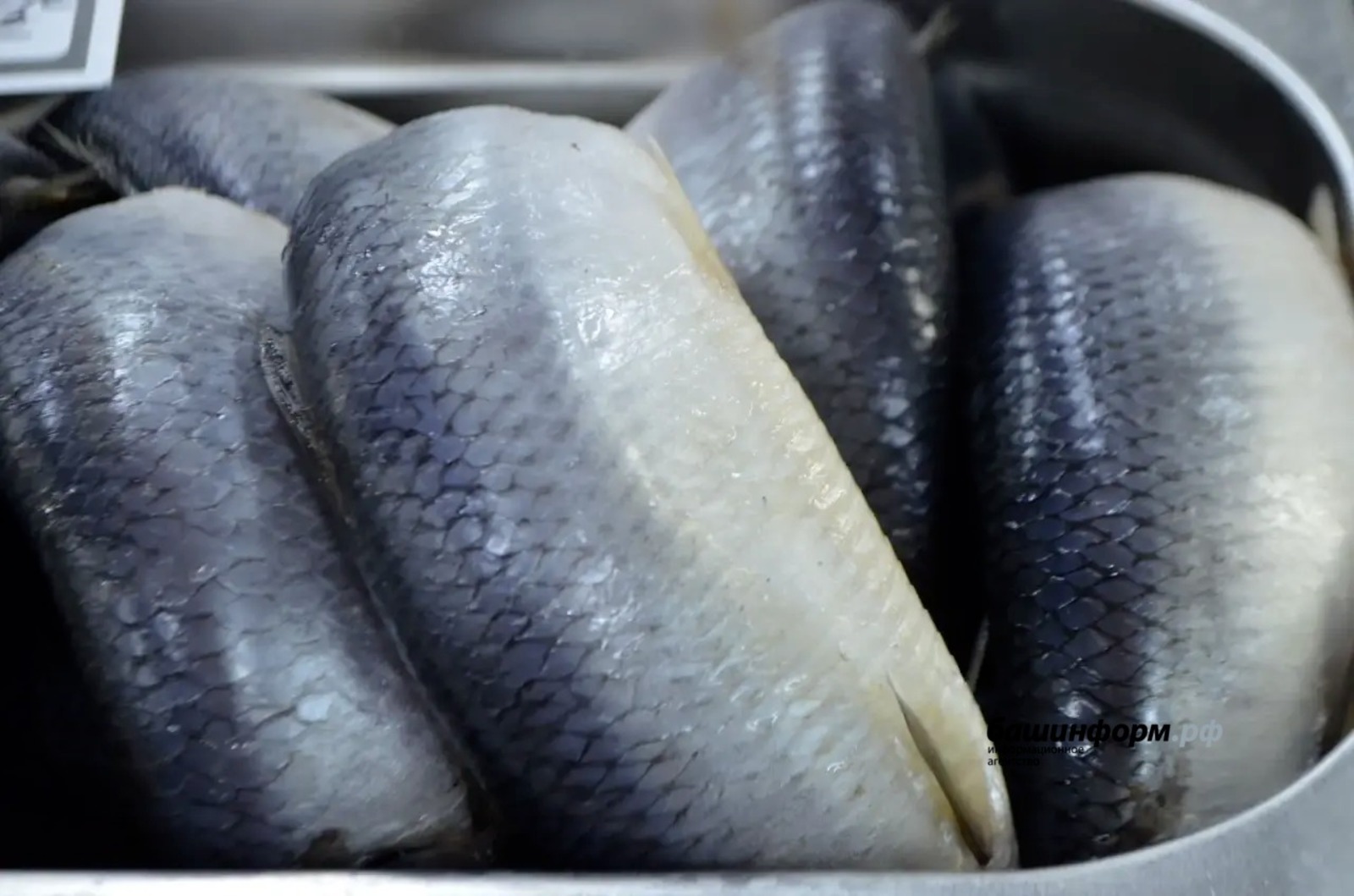 ИА Башинформ