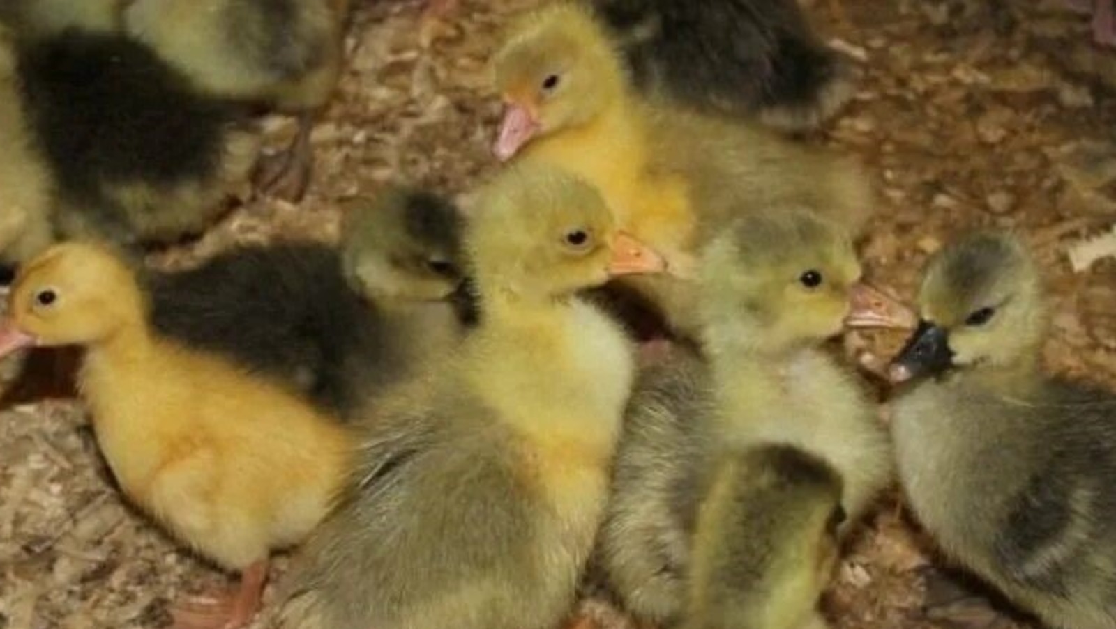 Башкирия экспортировала 85 тысяч голов молодняка птиц за три месяца