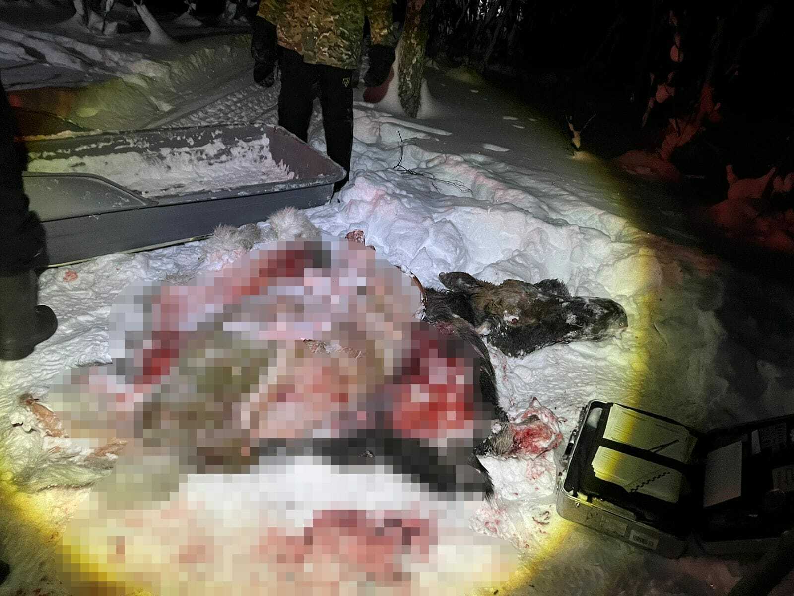 В Башкирии в лесу найдена выпотрошенная туша лося