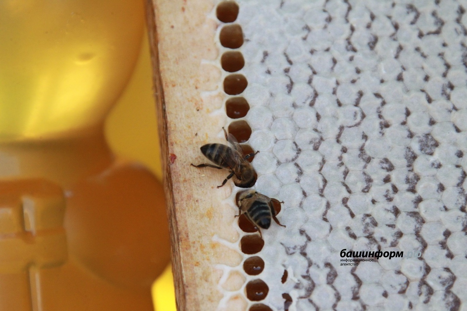 ИА Башинформ