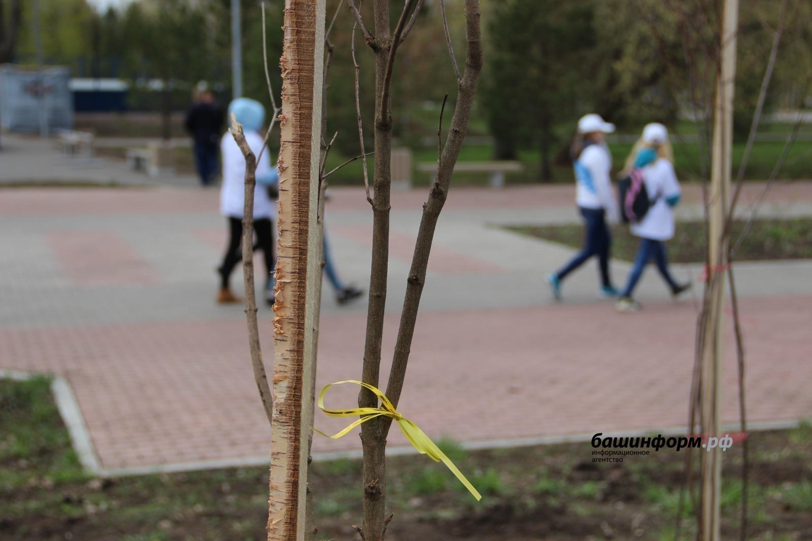 Башкирия в топе-10 по высадке деревьев в рамках акции «Сад Памяти»