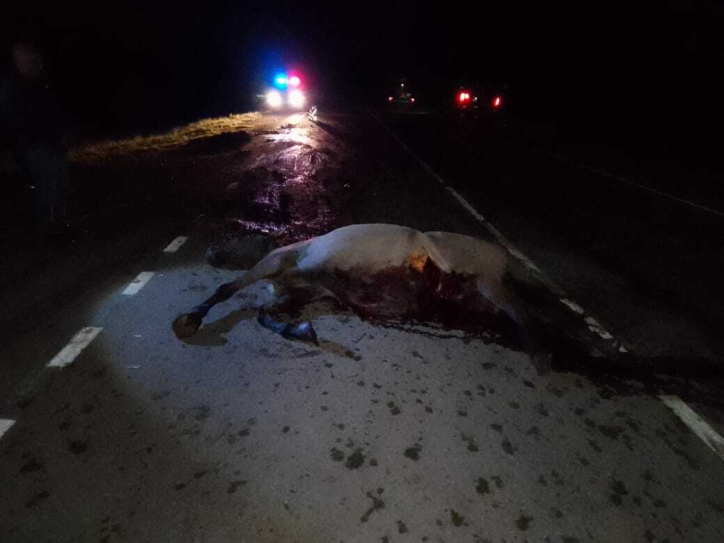 В Башкирии иномарка сбила лошадь