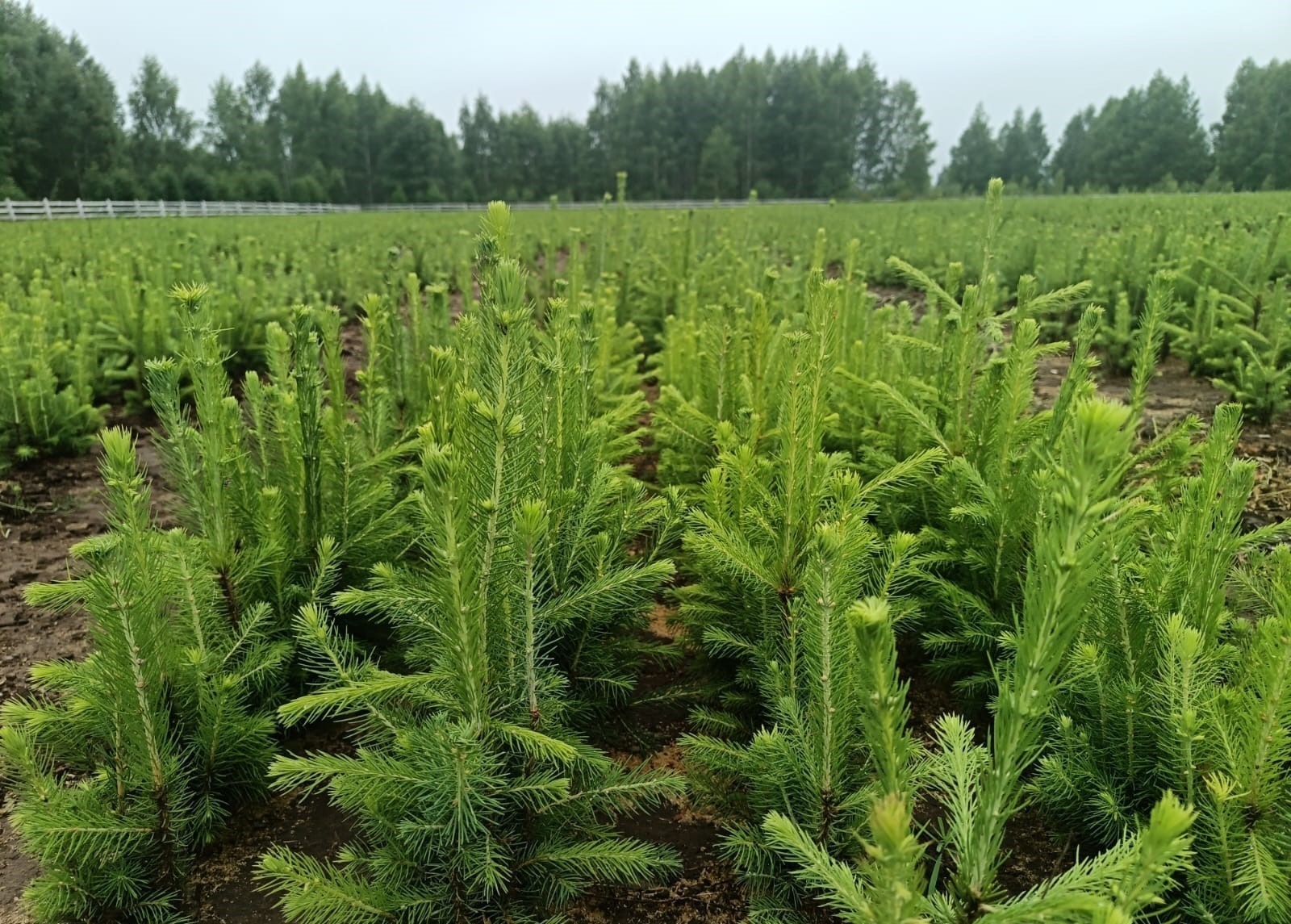 ИА Башинформ