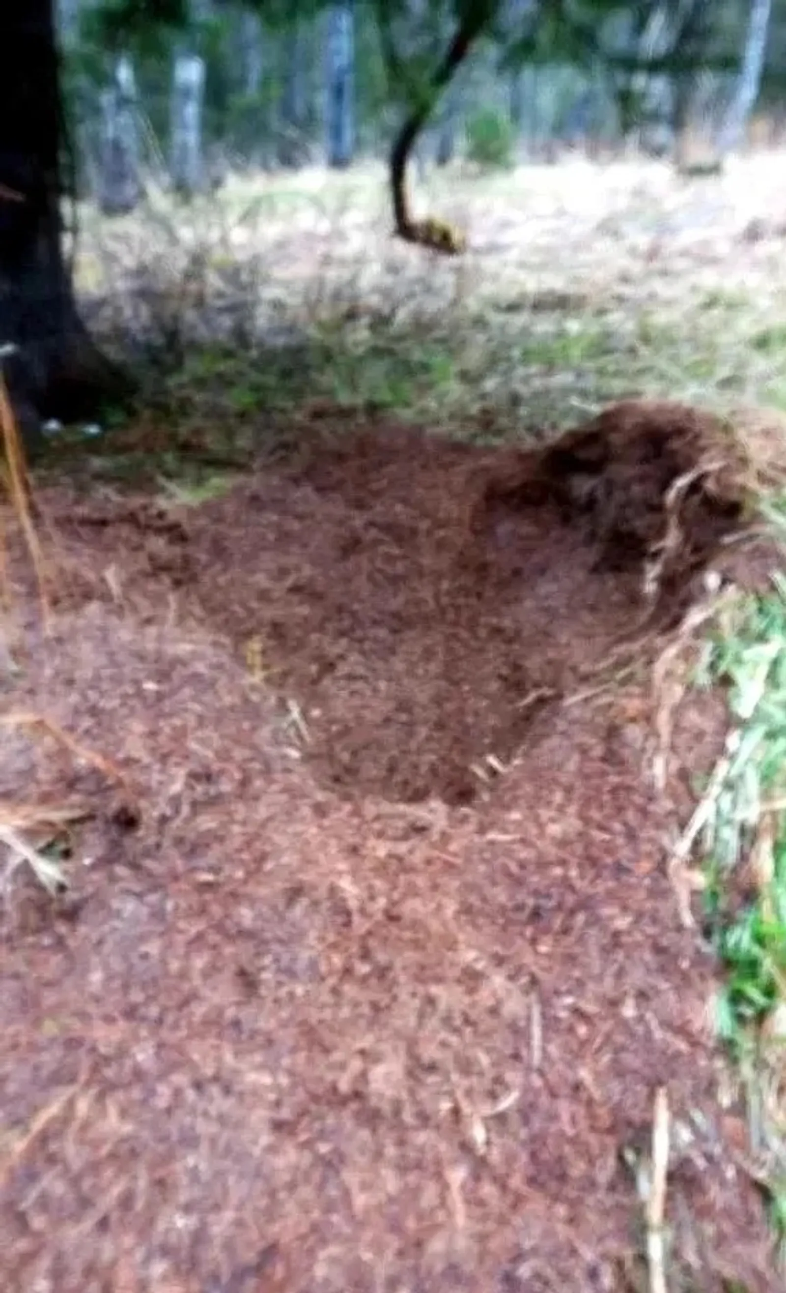 ИА Башинформ