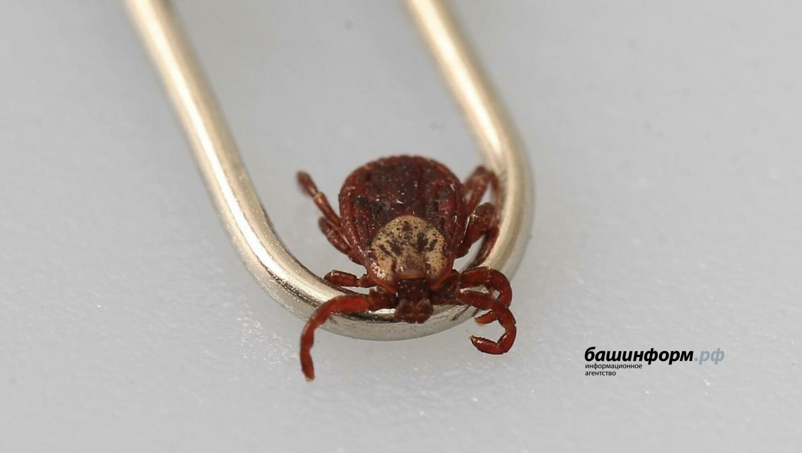 ИА Башинформ