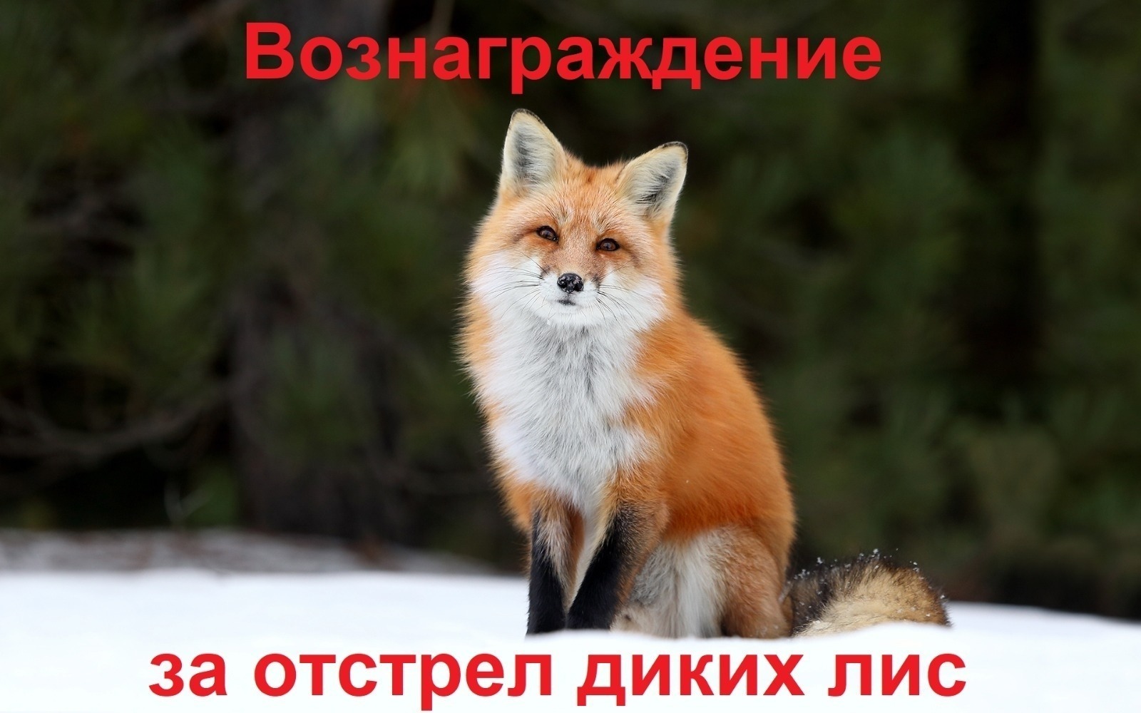 ИА Башинформ