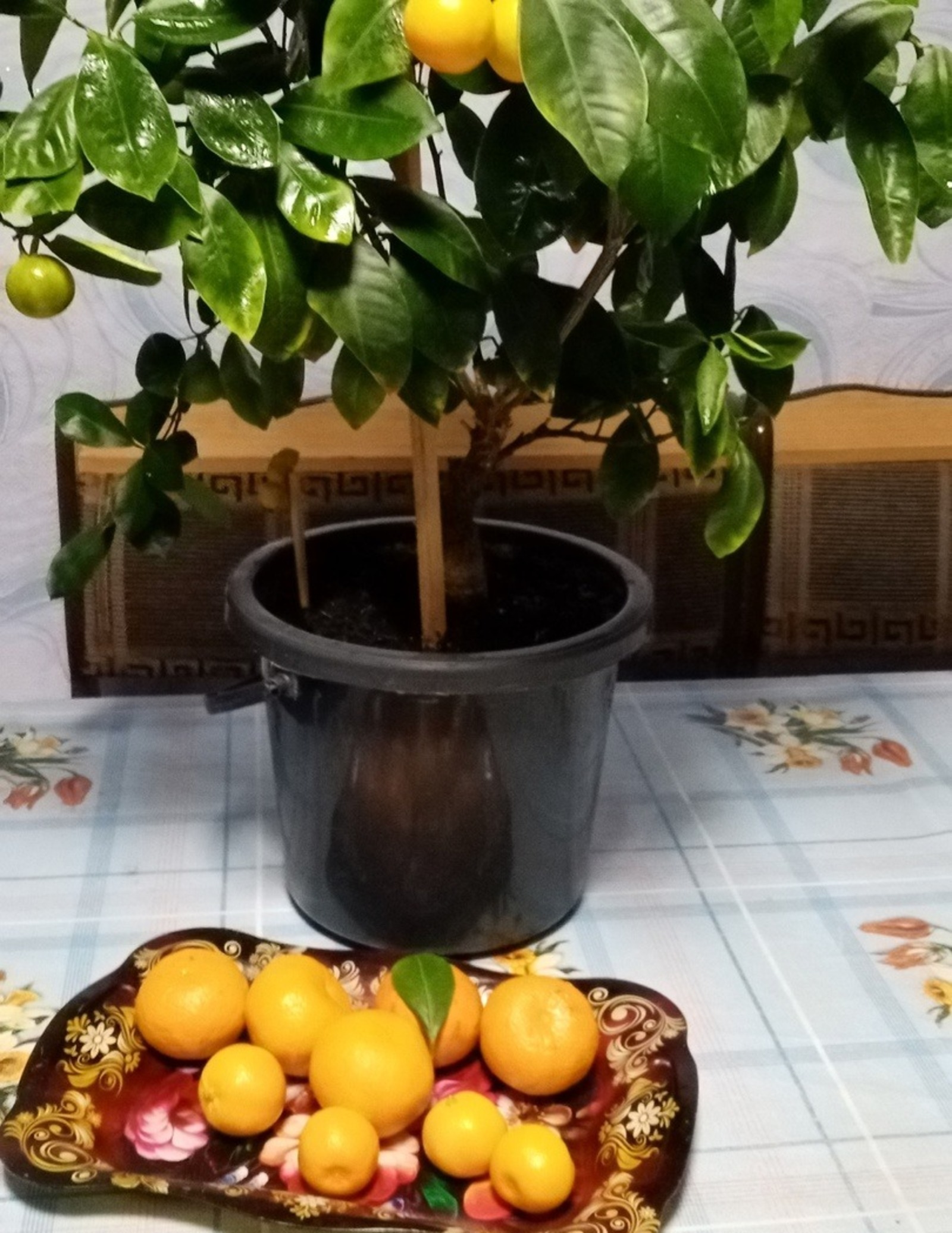 Жительница Башкирии выращивает дома экзотические фруктовые деревья