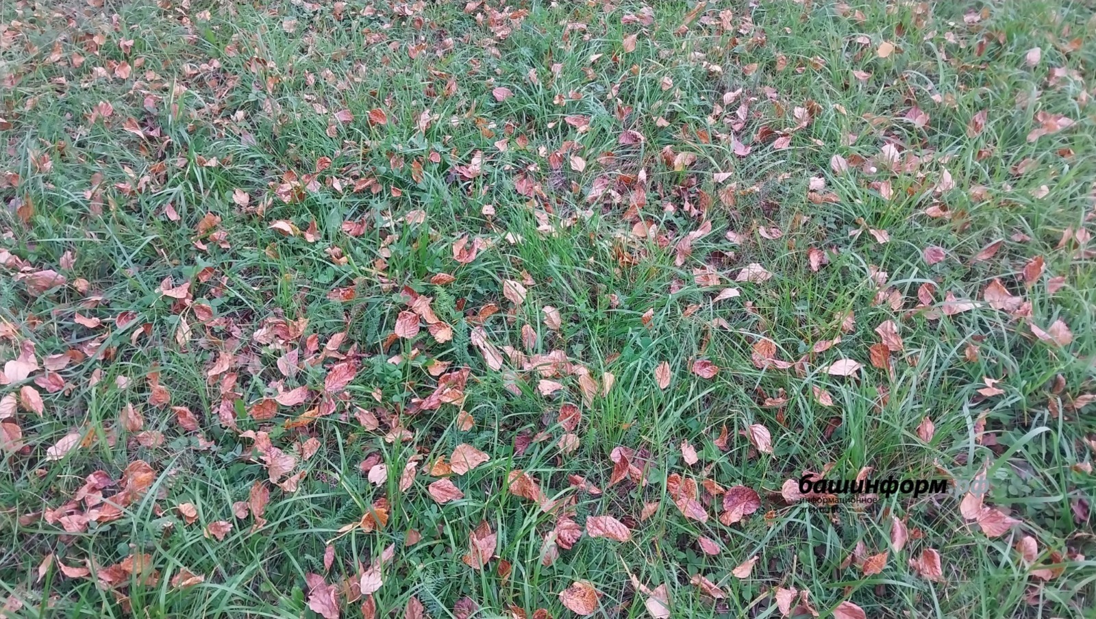 ИА Башинформ