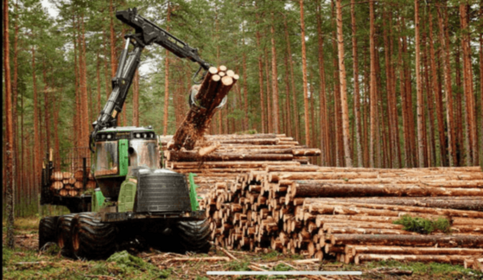 В Башкирии стартовал прием заявок для субсидирования предприятий лесопромышленного комплекса