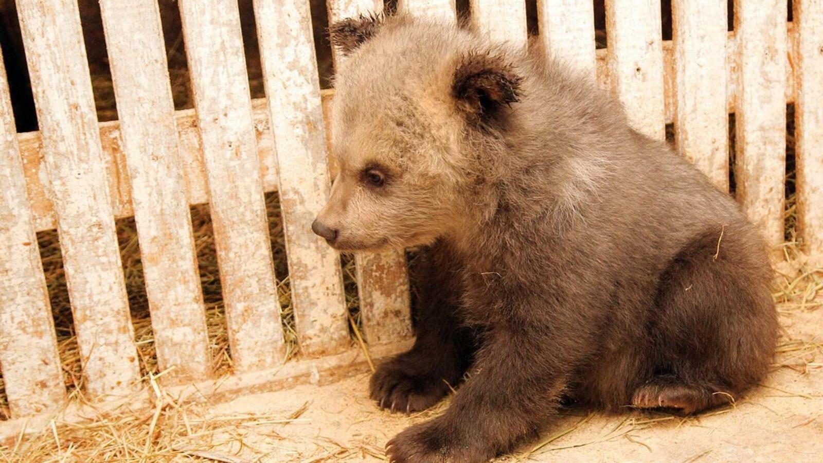 ИА Башинформ