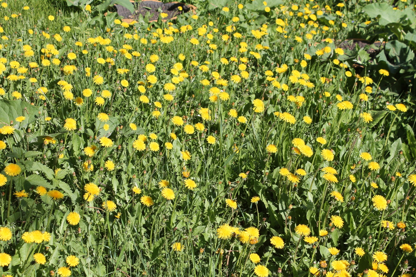 Башкирию ждет солнечная жаркая погода