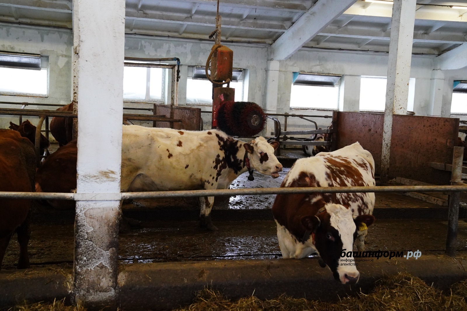 ИА Башинформ