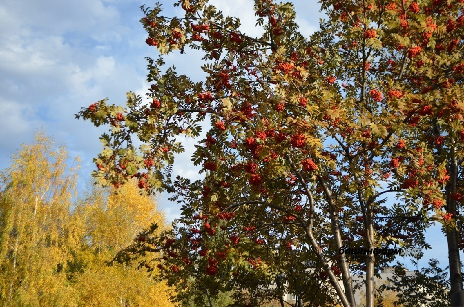 ИА Башинформ