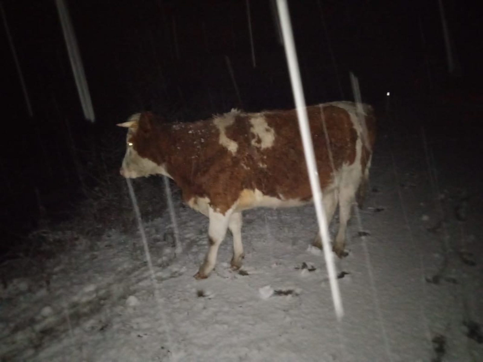 Осторожно: корова на трассе