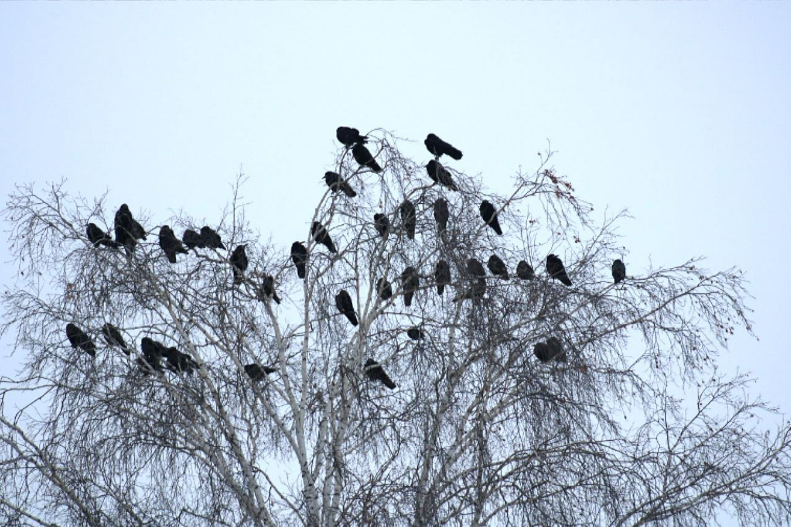 ИА Башинформ