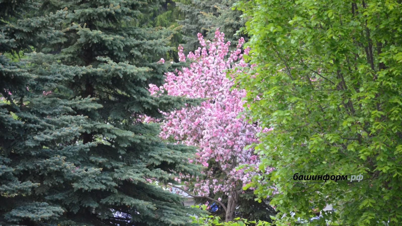 ИА Башинформ