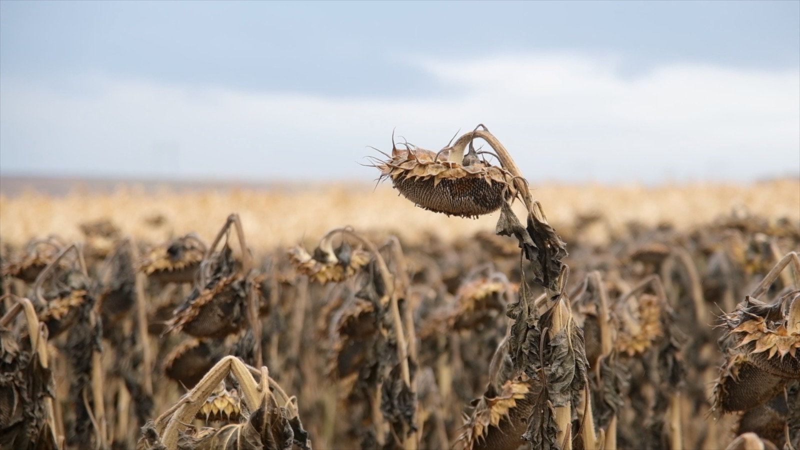 ИА Башинформ