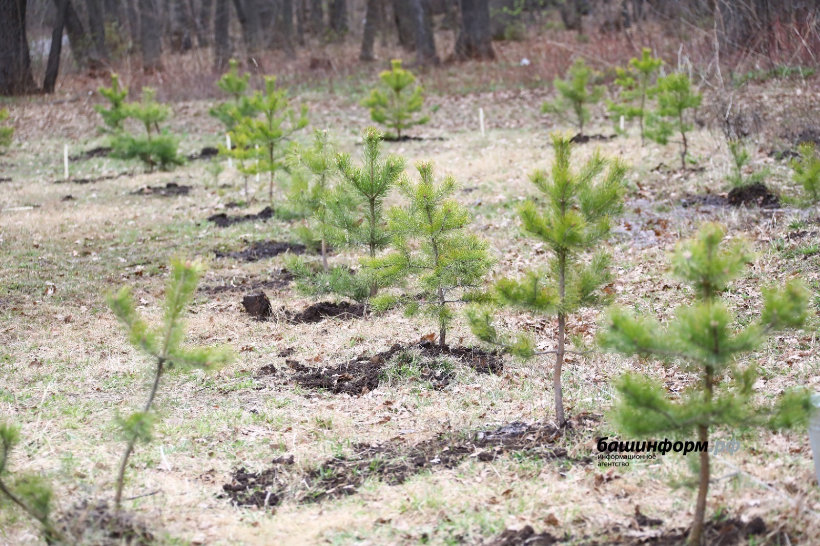 ИА Башинформ