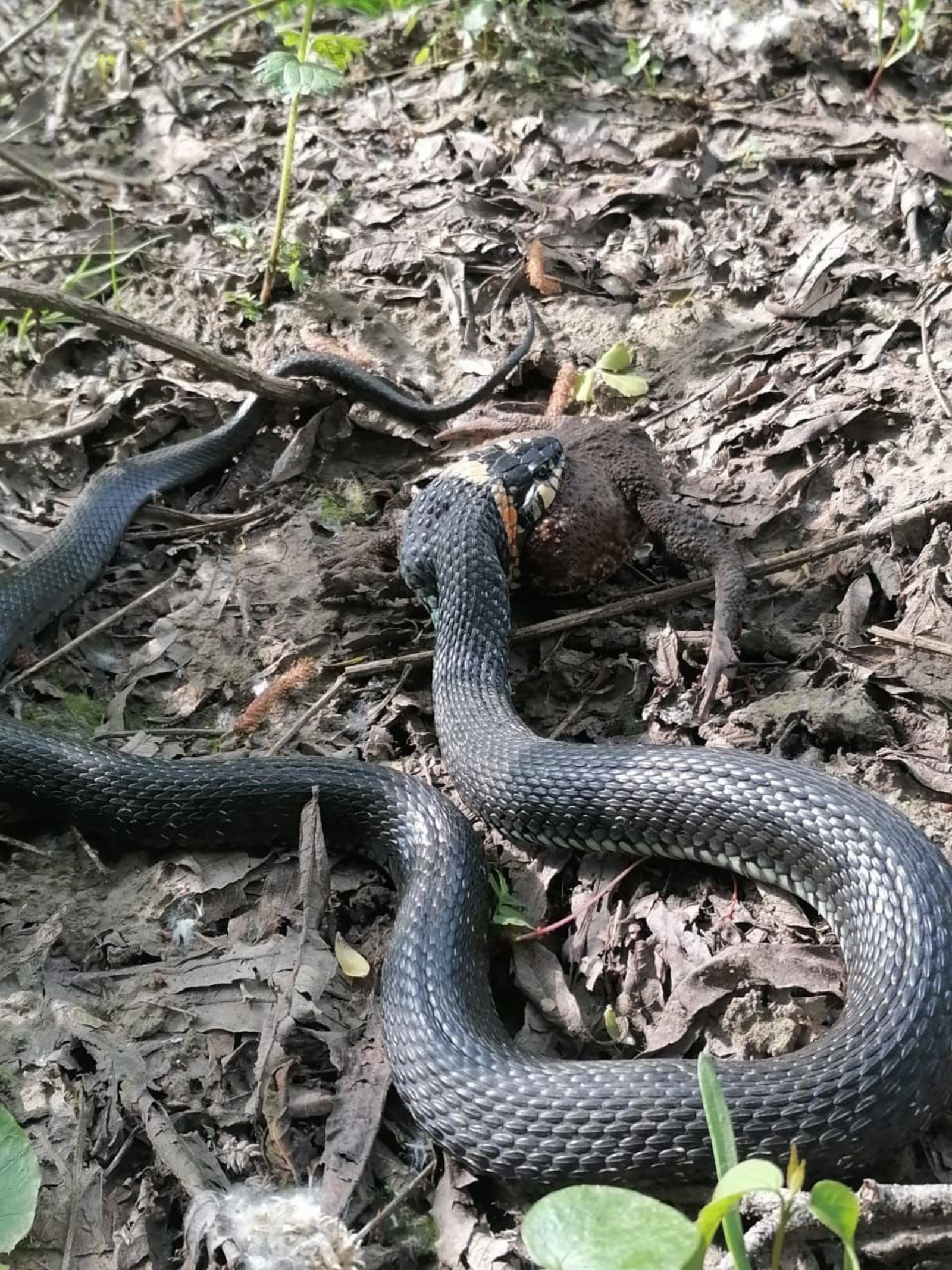 В Башкирии засняли  змей, пожирающих жаб. Что происходит в природе?