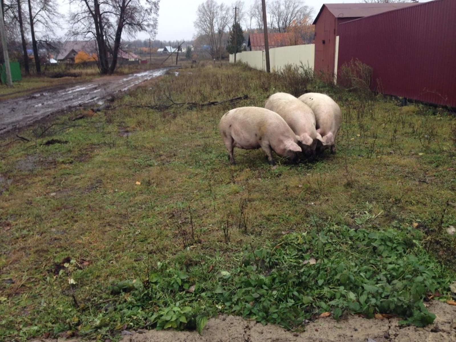 ИА Башинформ