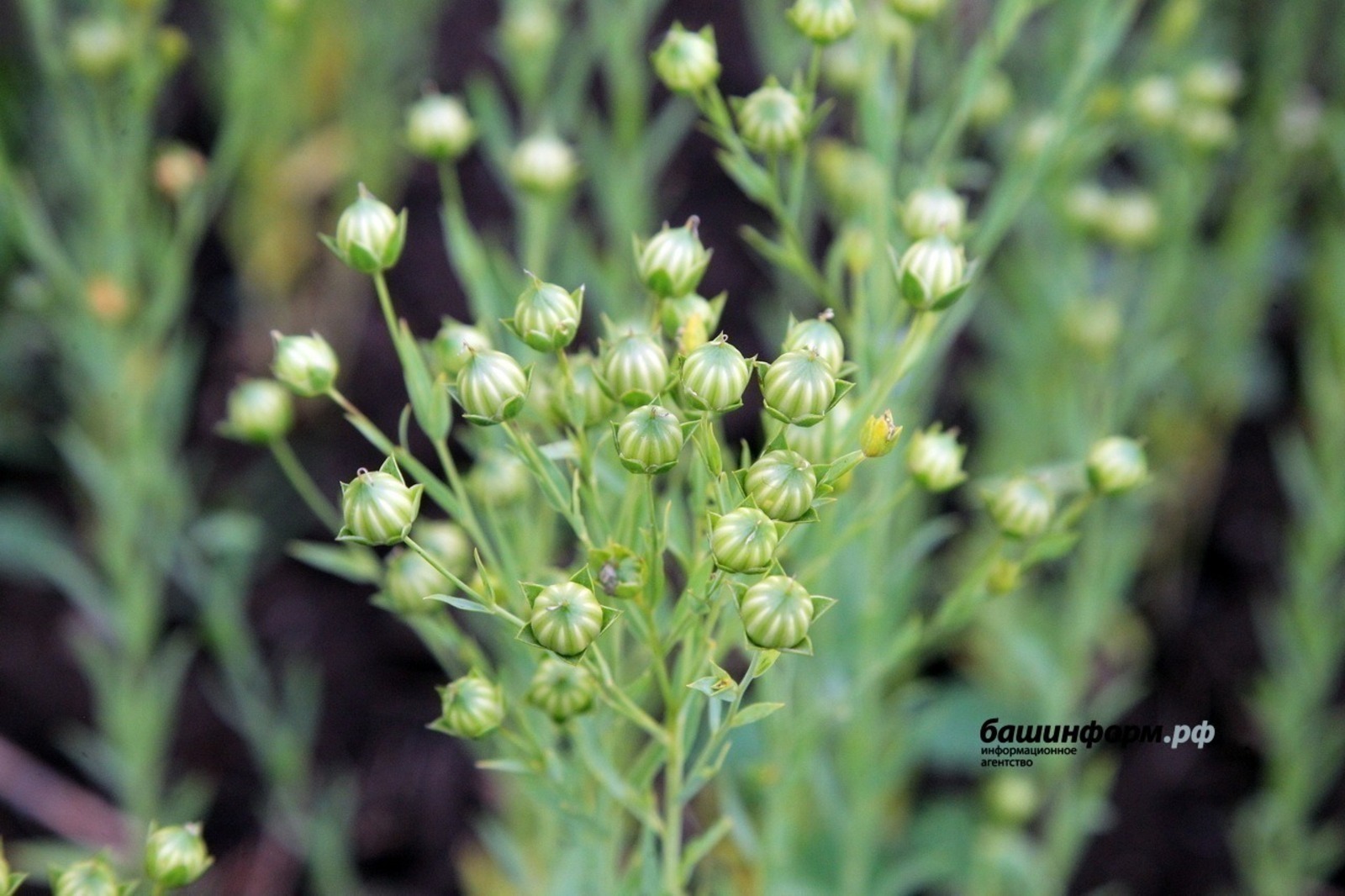 ИА Башинформ