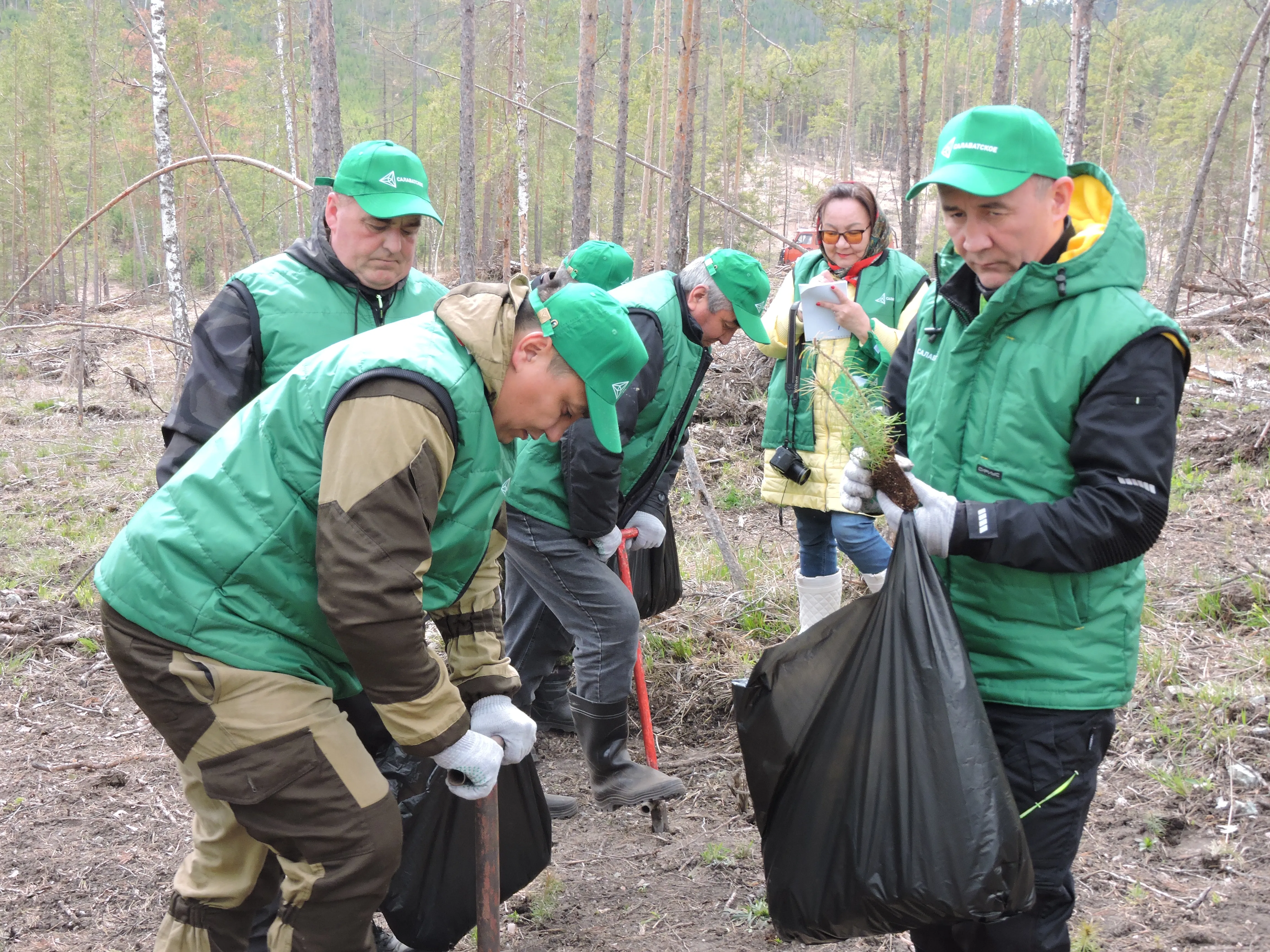 «Салаватское» восстанавливает лес