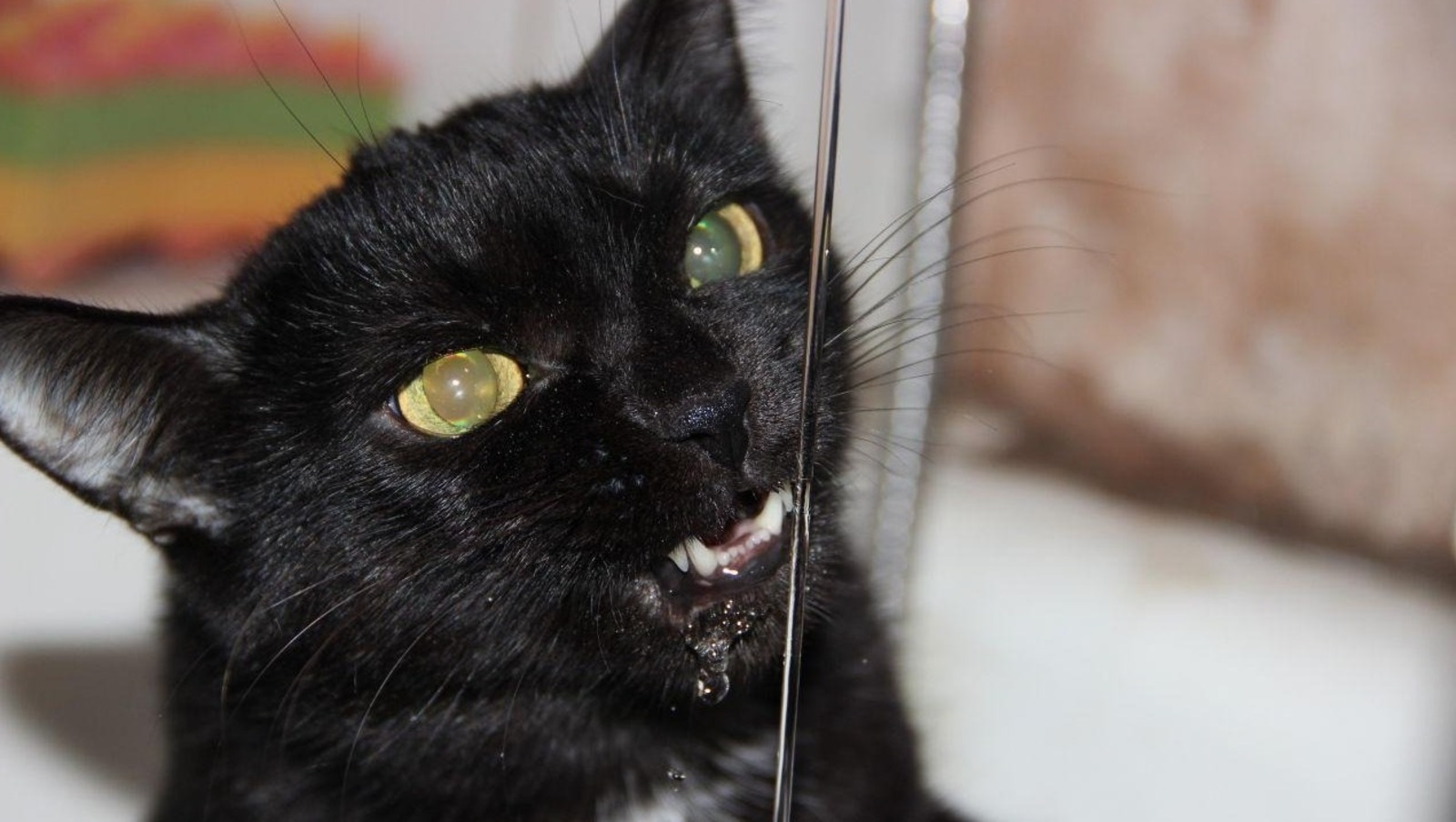 ИА Башинформ