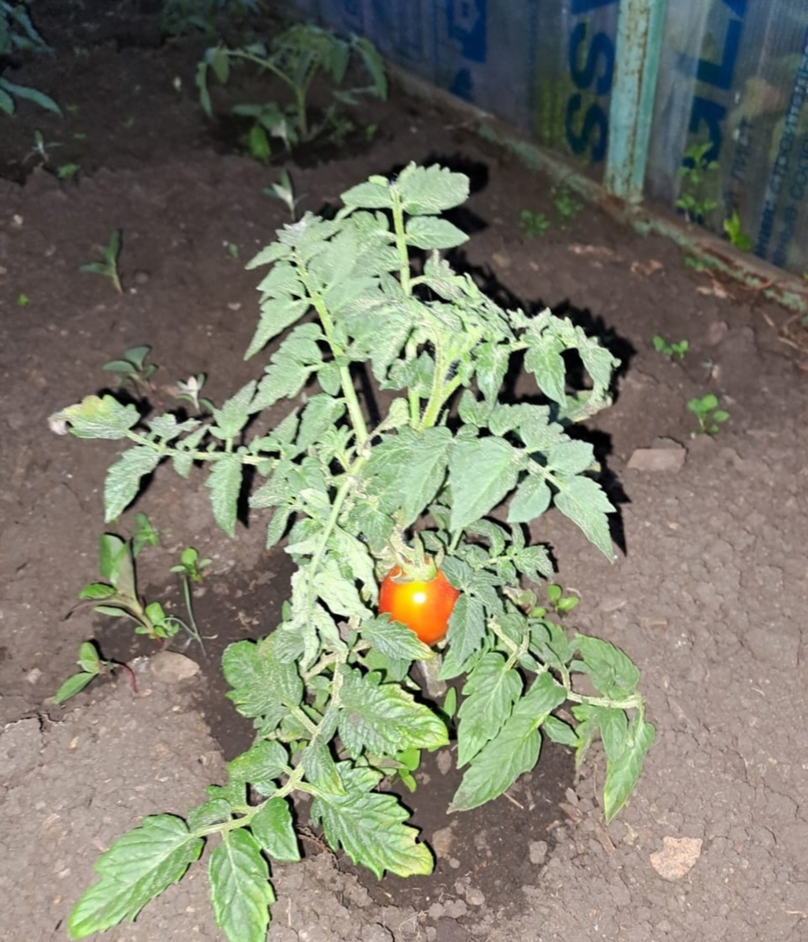 Основные причины пожелтения и опадения нижних листьев у томатов