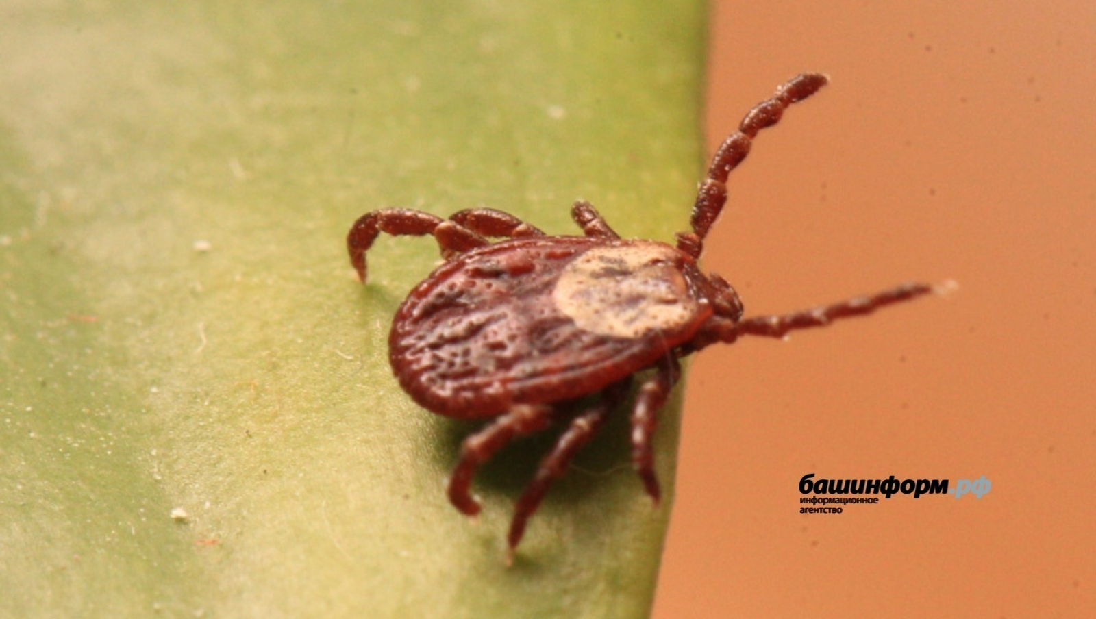 ИА Башинформ