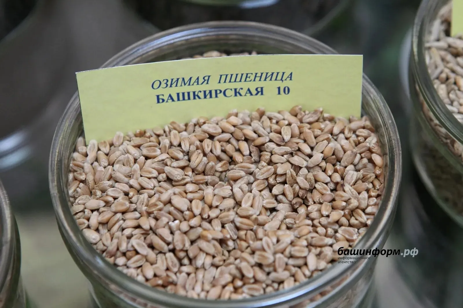ИА Башинформ