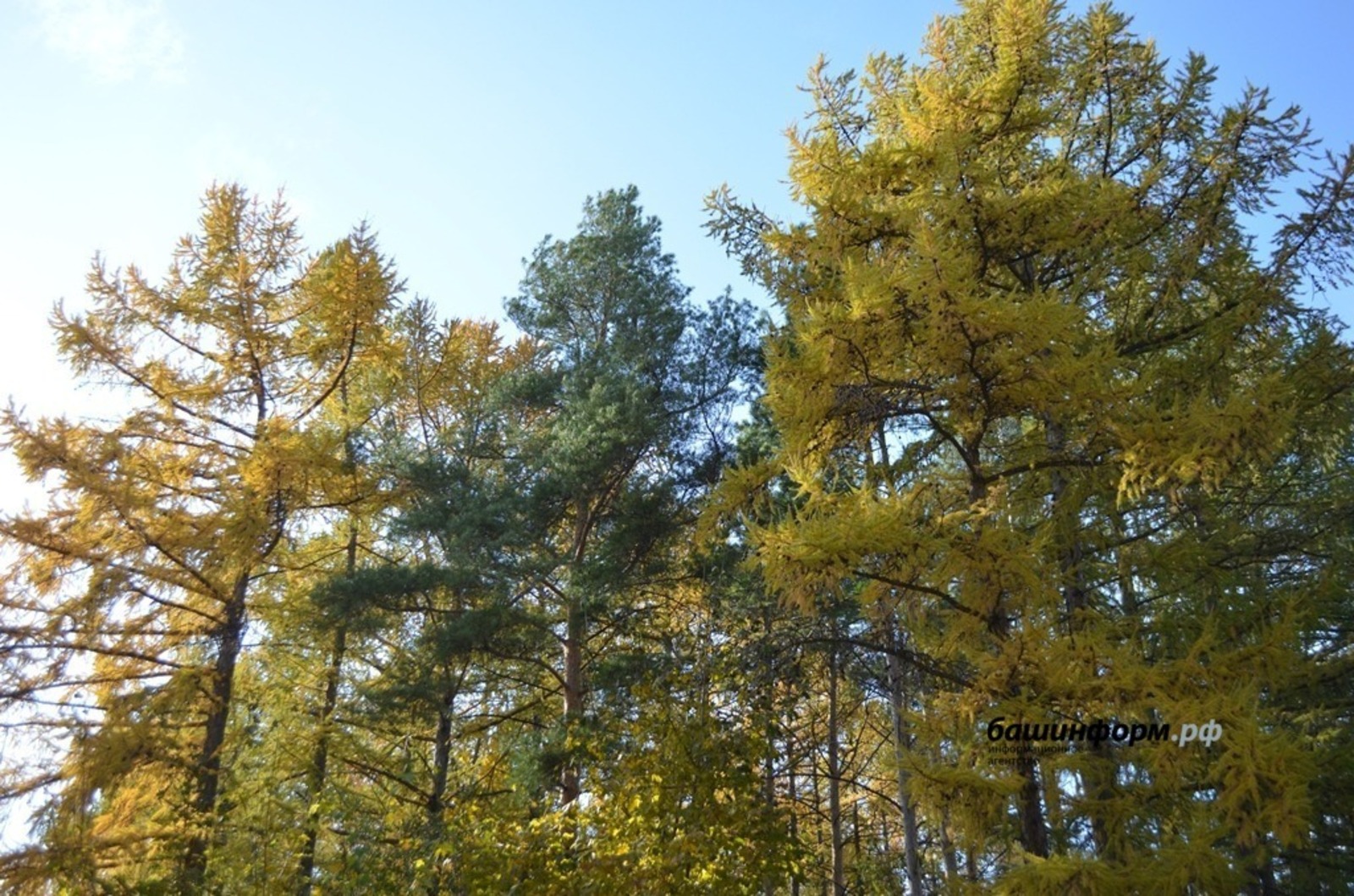 ИА Башинформ